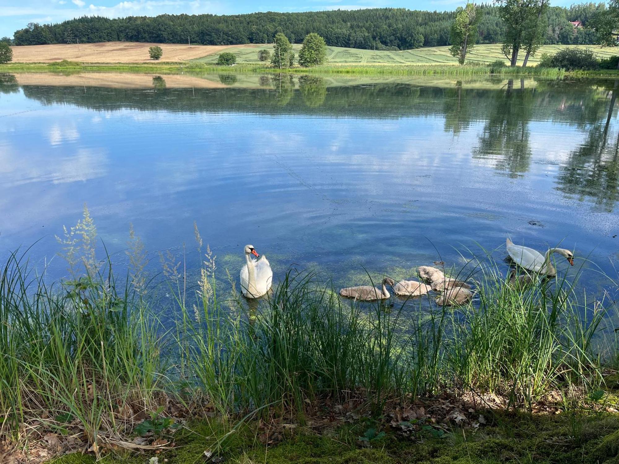 Chaty U Žabáka Netolice Esterno foto